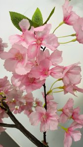 Cherry Blossom Tree