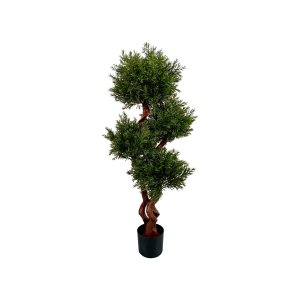 Podocarpus Tree in Pot