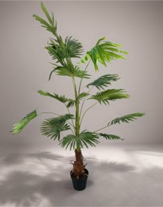 Palm Tree in  Plastic  Pot
