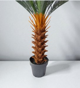 Cycas with 23Lvs in plastic pot