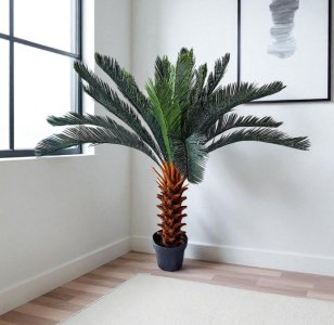 Cycas with 23Lvs in plastic pot