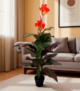 Canna Tree in pot