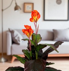 Canna Tree in pot