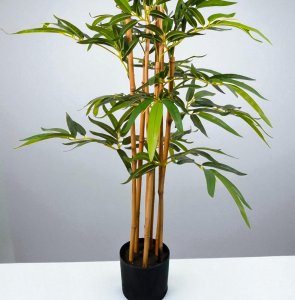 Bamboo in plastic pot