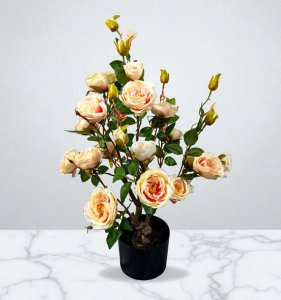 Rose in pot