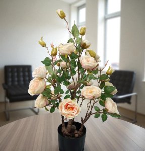 Rose in pot