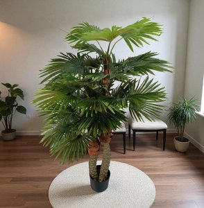 Palm Tree in  Plastic Pot