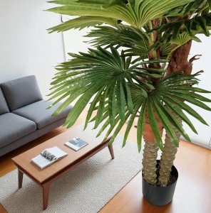 Palm Tree in  Plastic Pot