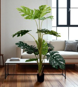 Monstera  in Pot