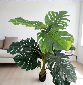 Monstera  in Pot