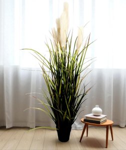 Onion Grass