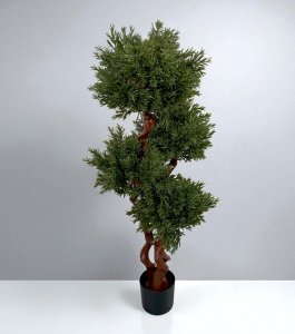 Podocarpus Tree in Pot