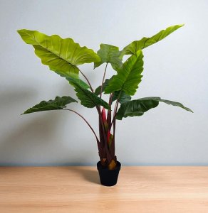 Philoden dron  Prince in  Pot