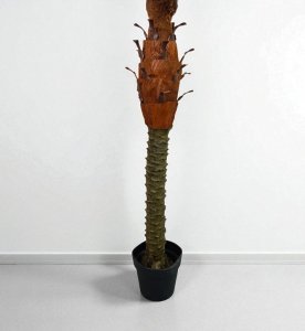Palm Tree in Plastic Pot