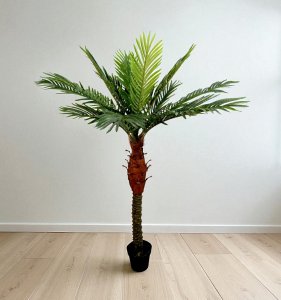 Palm Tree in Plastic Pot