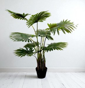 Palm Tree in Plastic Pot