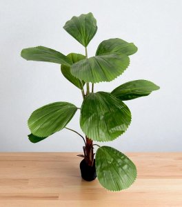 Palm Tree in Plastic Pot