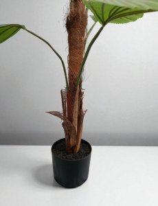 Palm Tree in Plastic Pot