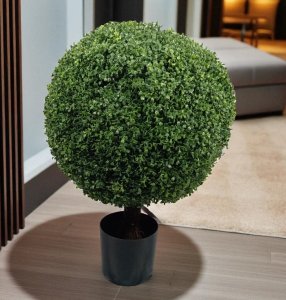 Boxwood Ball Topiary in Pot