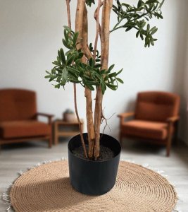 Podocarpus Tree  in Pot