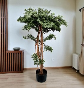Podocarpus Tree  in Pot