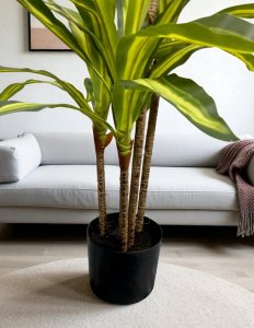 Exotic Dracaena Tree in Plastic Pot