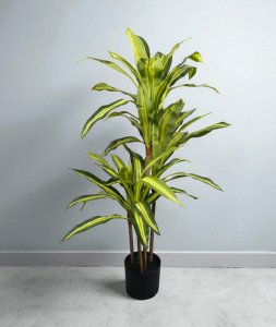 Exotic Dracaena Tree in Plastic Pot