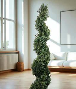 Boxwood Topiary in Pot