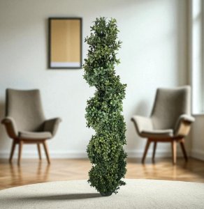 Boxwood Topiary in Pot