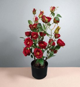 Rose in pot