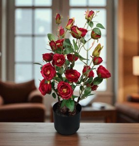 Rose in pot
