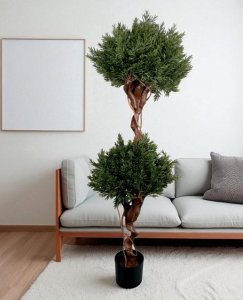 Podocarpus Tree in Pot