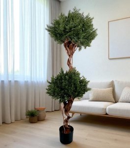Podocarpus Tree in Pot