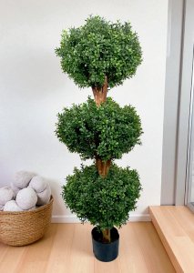 UV-Protection  Boxwood  Triple  Ball in Pot