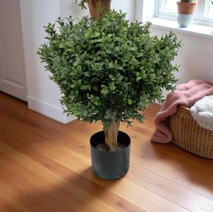 UV-Protection  Boxwood  Triple  Ball in Pot