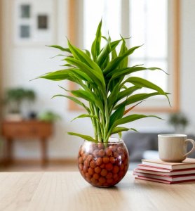 Lucky Bamboo Plant in pot