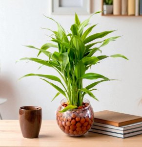 Lucky Bamboo Plant in pot