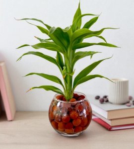 Lucky Bamboo Plant in pot (Small)