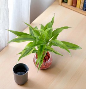 Lucky Bamboo Plant in pot (Small)